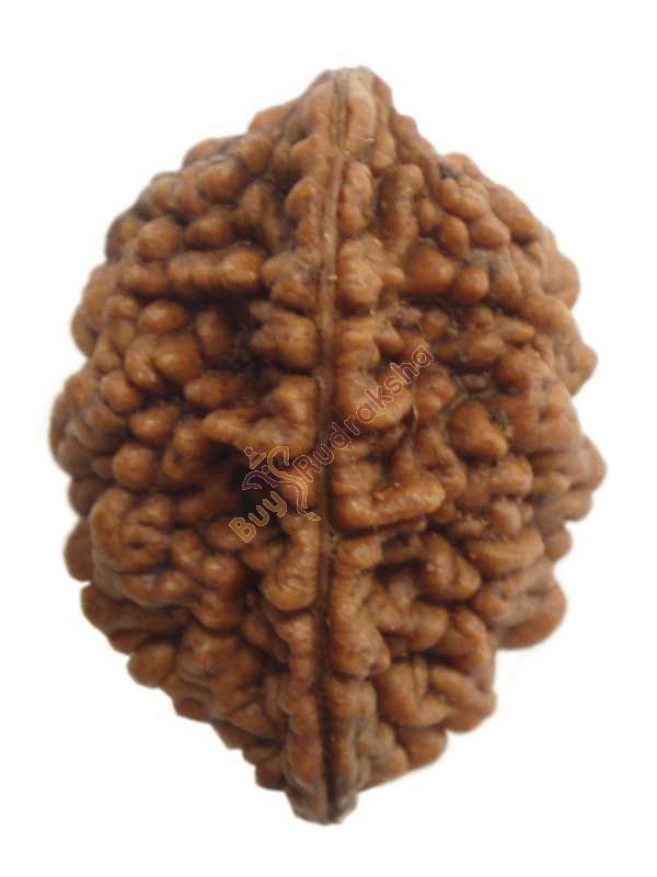 Buy 2 mukhi rudraksha