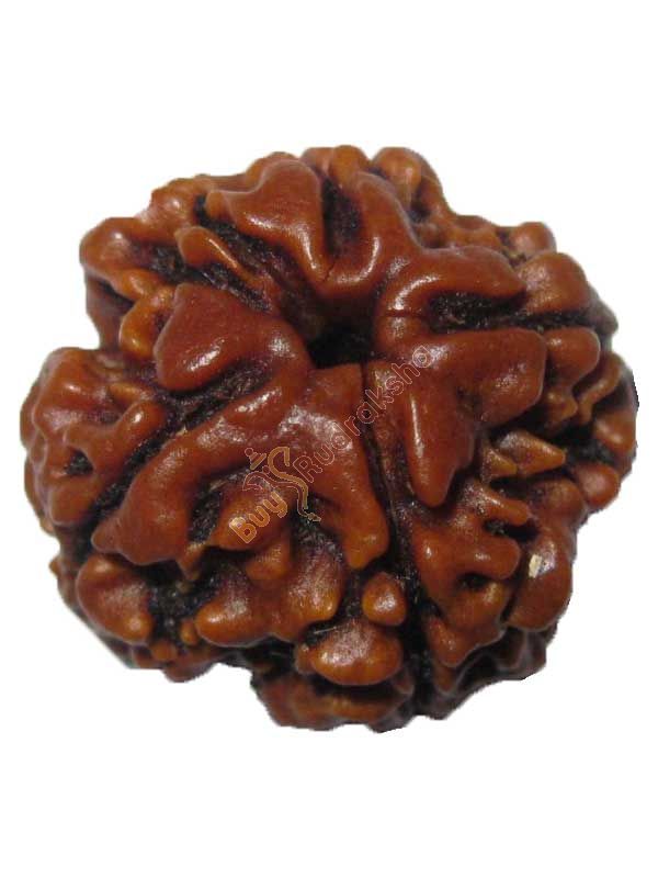 Buy 4 mukhi rudraksha
