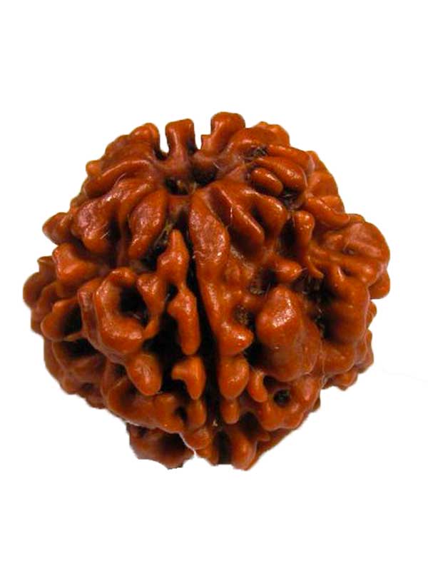 Original 5 Mukhi Nepali Rudraksha Bead with Lab Certificate