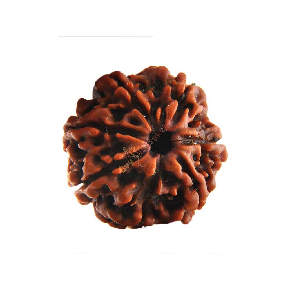 Buy 7 mukhi rudraksha