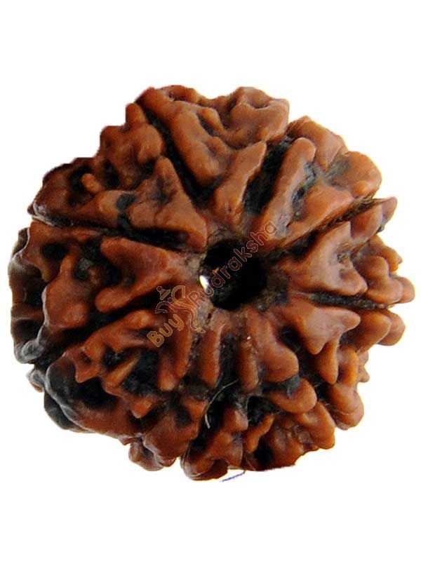 Buy 8 mukhi rudraksha