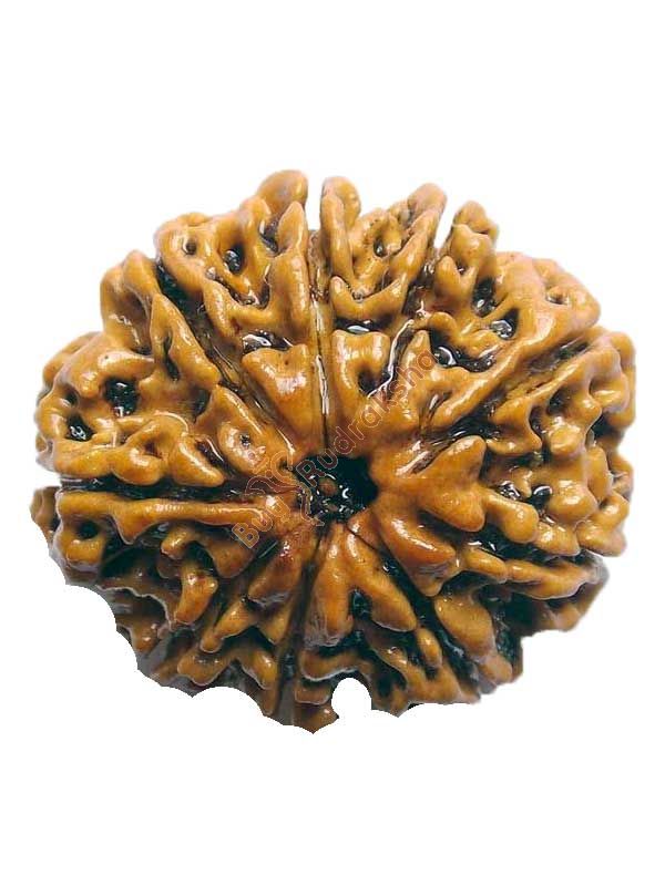 Buy 9 mukhi rudraksha
