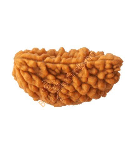 Buy ek mukhi rudraksha