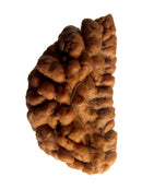 Original Natural 1 mukhi / 1 Faced / One Mukhi Brown Rudraksha Bead With Lab Certificate