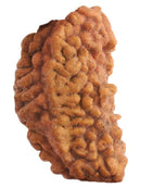 Original Natural 1 mukhi / 1 Faced / One Mukhi Brown Rudraksha Bead With Lab Certificate