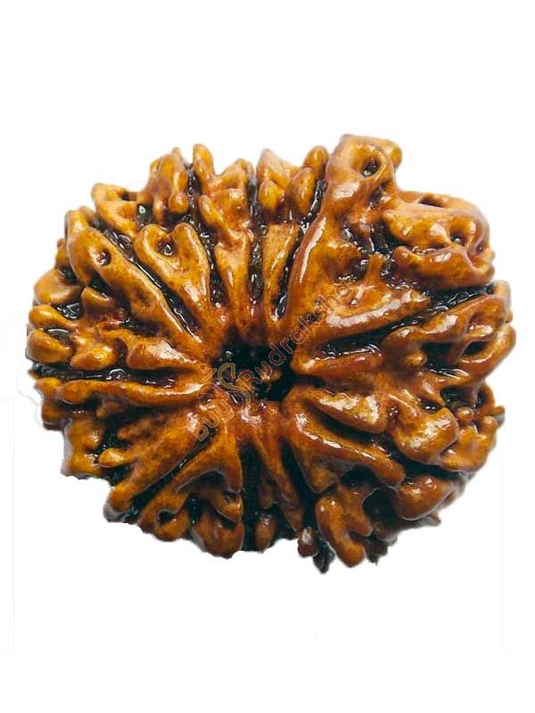 Buy 10 mukhi rudraksha