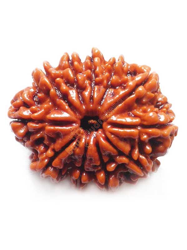 Buy 11 mukhi rudraksha