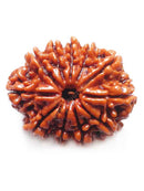Buy 11 mukhi rudraksha