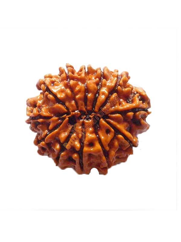Buy 12 mukhi rudraksha