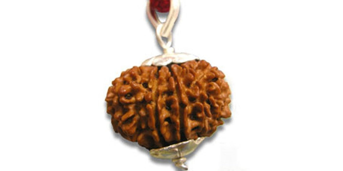 Original Indonesian 14 Mukhi / Fourteen Faced Rudraksha Beads with Silver Cap