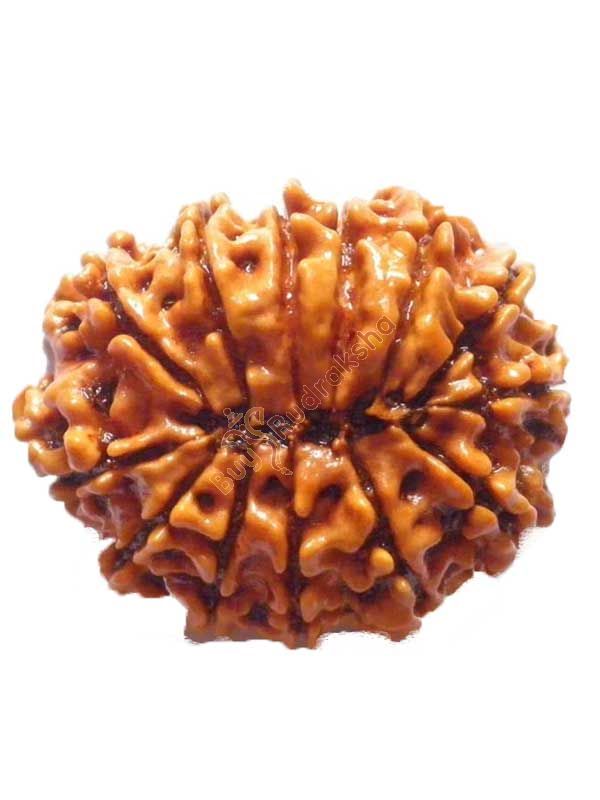Buy 13 mukhi rudraksha