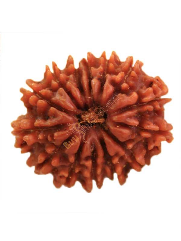 Buy 14 mukhi rudraksha