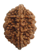Buy 2 mukhi rudraksha