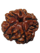 Buy 4 mukhi rudraksha