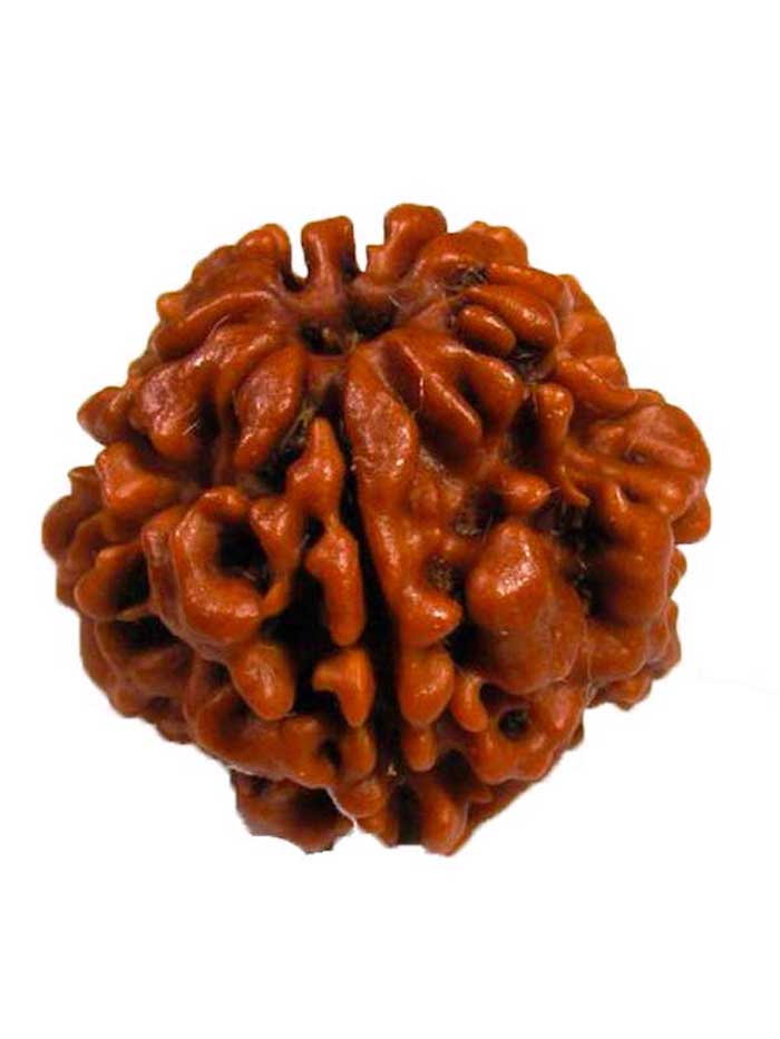 Original 5 Mukhi Nepali Rudraksha Bead with Lab Certificate