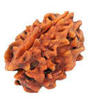 Buy 3 mukhi rudraksha