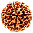 Original 7 mukhi / Seven Faced Nepali Rudraksha bead with Lab Certificate