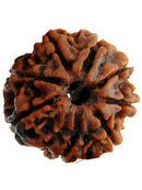 Buy 8 mukhi rudraksha