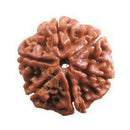 Buy 6 mukhi rudraksha