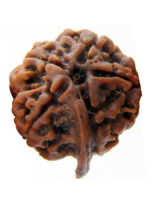 Buy Ganesh Rudraksha