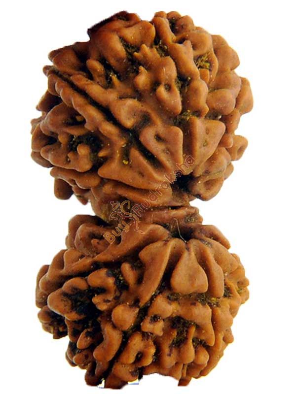 Buy Original Gauri Shakar Nepali Rudraksha Bead with LAB CERTIFICATE Online at best price