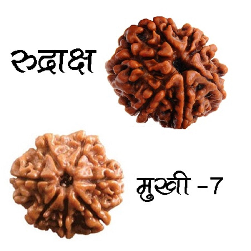Original 7 mukhi / Seven Faced Nepali Rudraksha bead with Lab Certificate