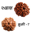 Original 7 mukhi / Seven Faced Nepali Rudraksha bead with Lab Certificate